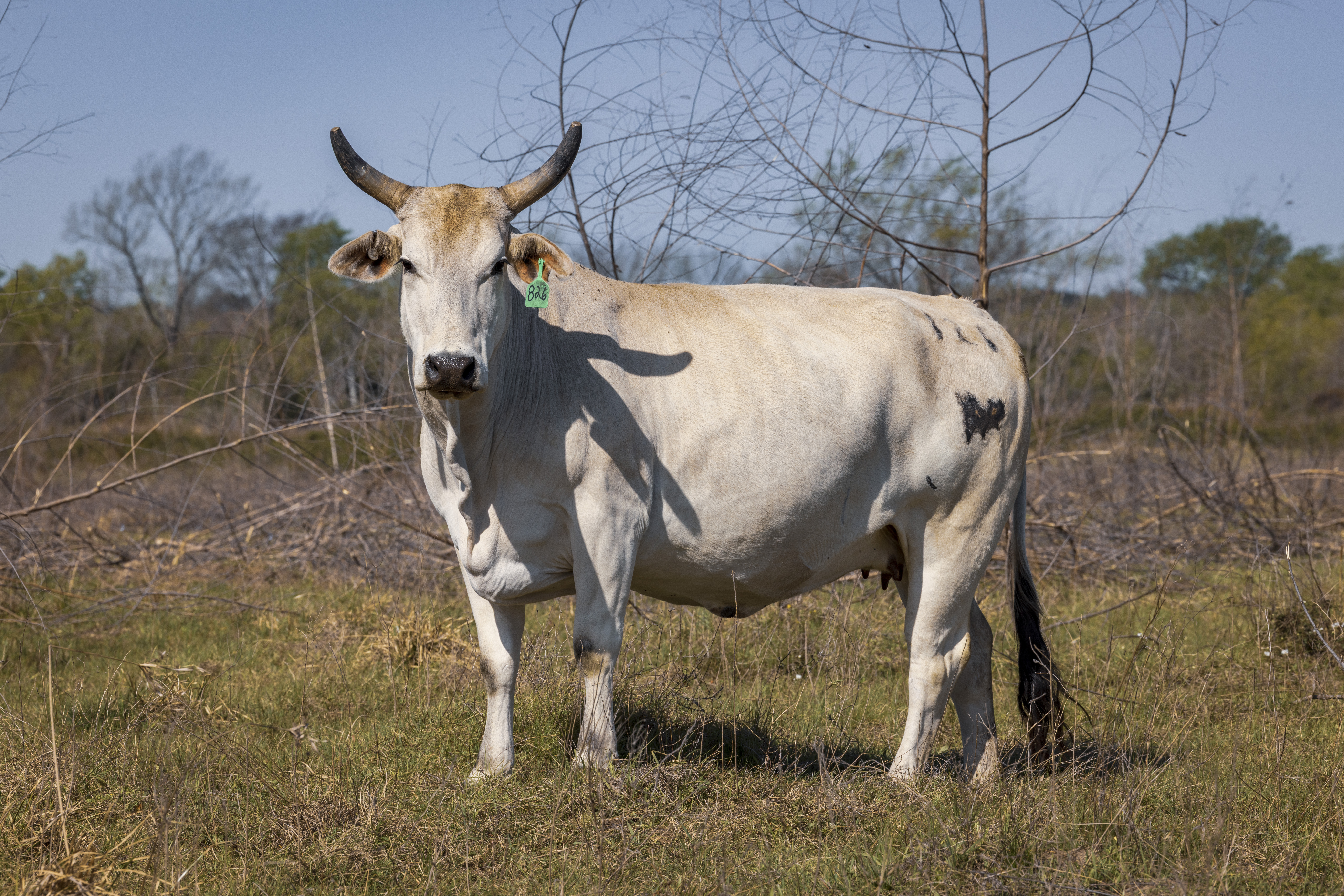 Photo of a Brahma bull